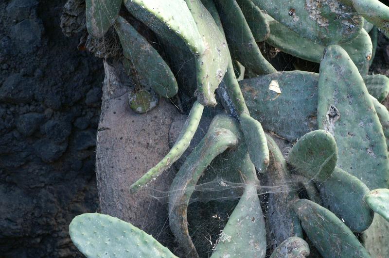 Cyrtophora_citricola_D3176_Z_80_Valle Gran Rey_Spanje.jpg